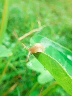 绿叶上的小蜗牛