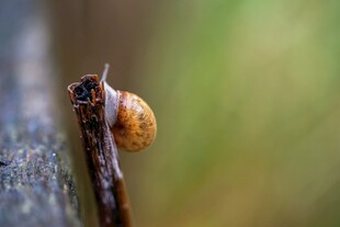 蜗牛攀附于粗糙物体上