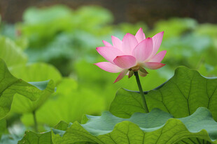 粉色荷花绽放于绿叶间