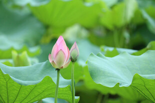 含苞待放的粉嫩荷花