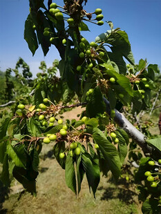 樱桃栽培