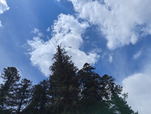 九寨沟 蓝天白云下的挺拔树木