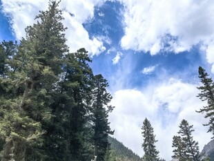 蓝天白云下的挺拔松林