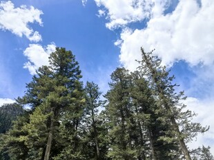 蓝天白云下的茂密松树林