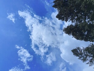 蓝天绿树间的白云美景