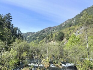 九寨沟 山间溪流旁的葱郁树林