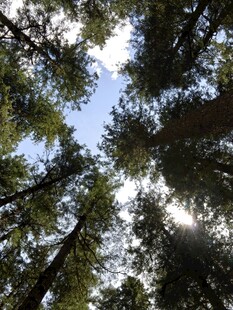 仰望森林参天大树