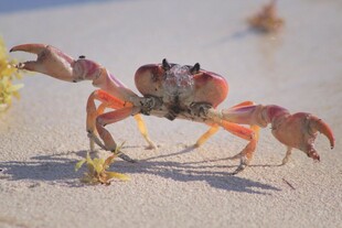 沙滩上的螃蟹特写
