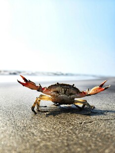 沙滩上的螃蟹