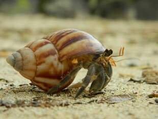 寄居蟹藏身于螺壳中
