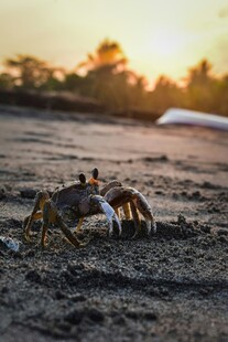 沙滩上的螃蟹沐浴夕阳
