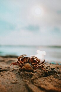 沙滩上的小螃蟹