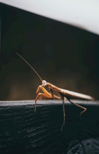 栖息于物体上的螳螂