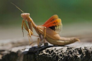 橙翅螳螂展示独特姿态