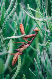 草丛中的红色螳螂