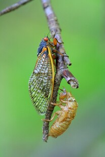 蝉蜕变瞬间