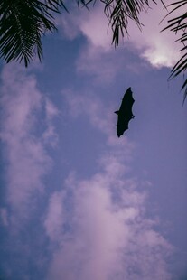 蝙蝠天空剪影