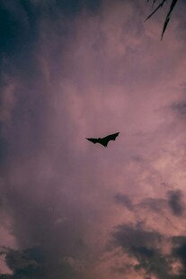 夜空中飞行的蝙蝠