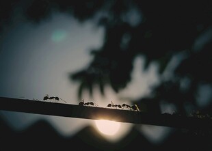 树枝上的蚂蚁与朦胧日光