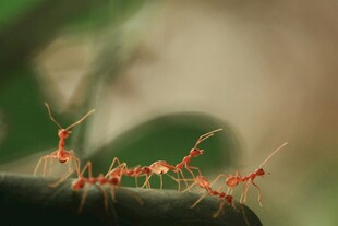 红蚂蚁聚集在绿叶上