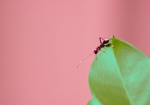 绿叶上的红蚂蚁