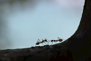 蚂蚁在树枝上列队行进
