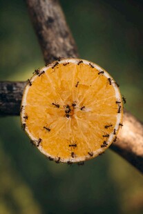 橙子果肉上的蚂蚁