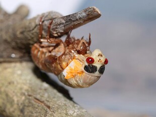蝉蜕变瞬间