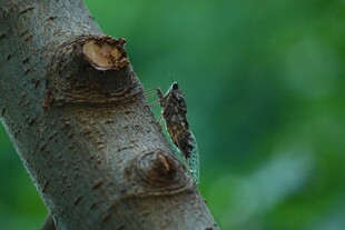 树干上的蝉