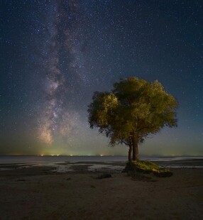 星空下的孤树