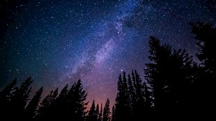 森林上空的璀璨星河