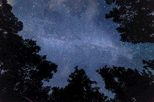 森林上空的璀璨星空
