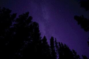夜空下的树木剪影