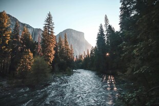 山间溪流旁的壮丽森林景观