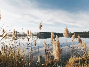 湖畔芦苇与蓝天美景