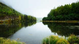 宁静湖畔森林倒影美景