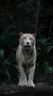 森林中的白虎