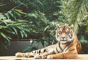 卧于绿植间的斑斓猛虎
