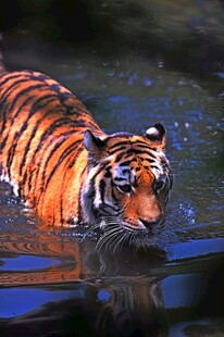 水中的猛虎