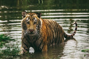 水中漫步的斑斓猛虎