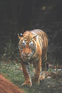 森林中行走的斑斓猛虎