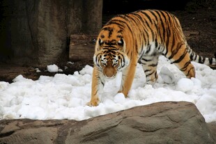 雪地中的斑斓猛虎