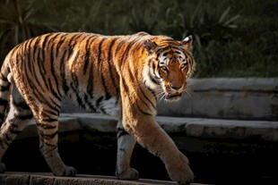 漫步的斑斓猛虎