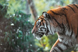 漫步丛林的斑斓猛虎
