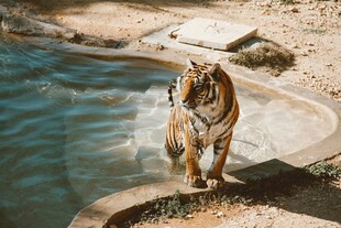 池边站立的斑斓猛虎