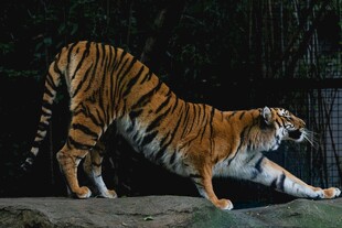 猛虎伸展身姿