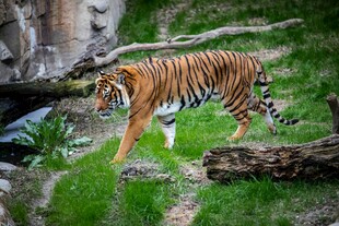 漫步草地的斑斓猛虎