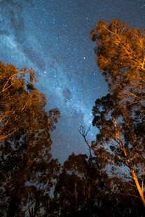 夜空下的树木与璀璨星河
