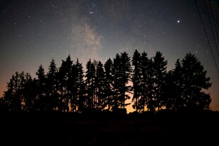 夜幕下的树林与闪烁繁星