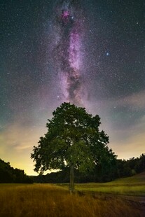 夜空下的孤树与璀璨星河